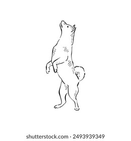 A husky dog on its hind legs facing left. Hand drawn in black and vectorised for a variety of uses.