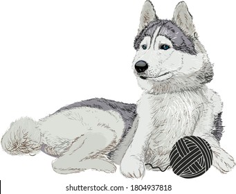 Husky-Hund spielt mit einem Ball von Faden, Vektorgrafik 