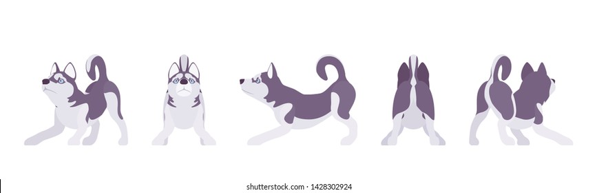 Husky dog playing. Northern sled, medium size compact Siberian breed, cute family companion for active fun and home security. Vector flat style cartoon illustration, white background, different views