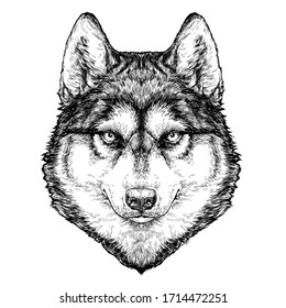 Husky Dog portrait. Vector Illustration