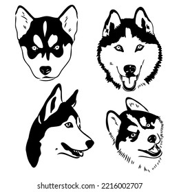 Husky dog portrait vector illustration husky vector