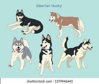 Husky dog poses. Active huskies animal characters.  hand drawn style vector design illustrations. 