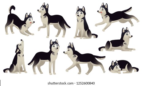 Husky dog poses. Cartoon running, sitting and jumping dogs. Active huskies animal characters. Siberian husky pedigree puppy dog, domestic breed pets isolated vector icons set