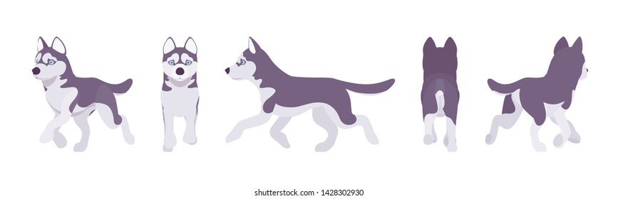 Husky dog running. Northern sled, medium size compact Siberian breed, cute family companion for active fun and home security. Vector flat style cartoon illustration, white background, different views
