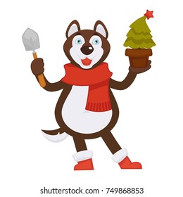 Husky dog in scarf and boots holds pot with spruce