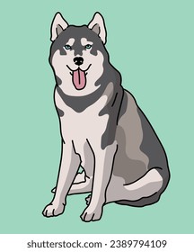 Husky Dog Sitting Front View