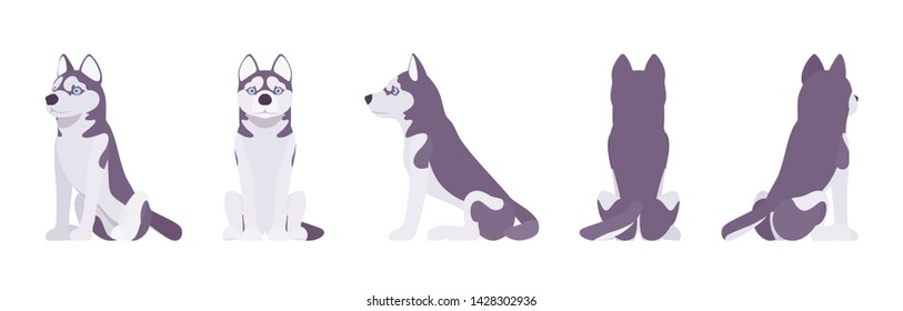 Husky dog sitting. Northern sled, medium size compact Siberian breed, cute family companion for active fun and home security. Vector flat style cartoon illustration, white background, different views