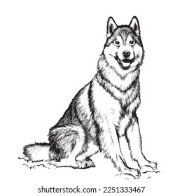 Husky dog sitting sketch hand drawn Vector illustration