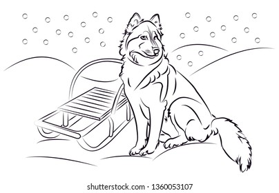 Husky dog in snow