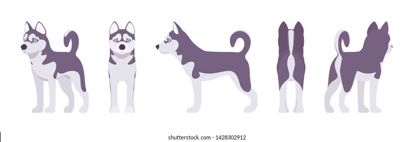 Husky dog standing. Northern sled, medium size compact Siberian breed, cute family companion for active fun and home security. Vector flat style cartoon illustration, white background, different views