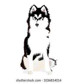 Husky dog. Vector illustration.