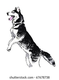 husky dog vector illustration