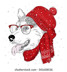 Husky . Dog wearing a hat and scarf . Vector illustration for greeting card, poster, or print on clothes.

