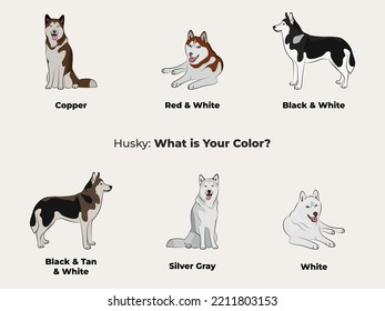 Husky drawing. Cute dog characters in various poses, designs for prints adorable and cute cartoon vector sets, in different poses. All popular colors. Husky symbol.