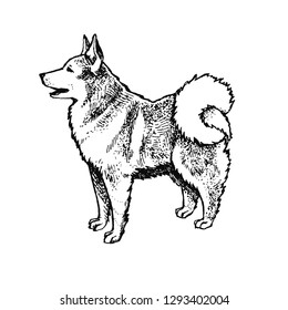 Husky, Eskimo dog or wolf full-length. Ink hand drawn, handmade illustration. Isolated on a white background. Can be used as print, tattoo idea, card, etc.