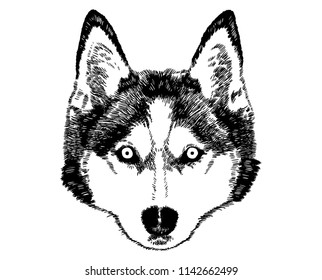 Husky face / black and white / vector drawing / isolated