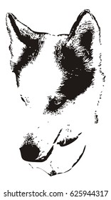 Husky head close up. Computer imitation of a hand drawn sketch. Vector clip art.