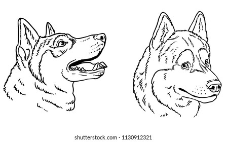 Husky  head outline