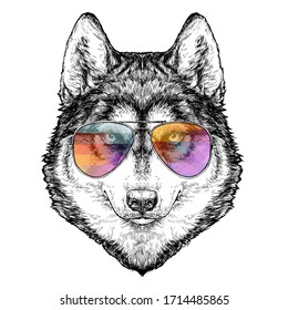 Husky Hipster hand drawn fashion Illustration with aviator sunglasses. Vector illustration