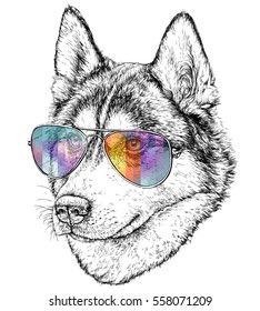 Husky Hipster hand drawn fashion Illustration with aviator sunglasses. Vector illustration