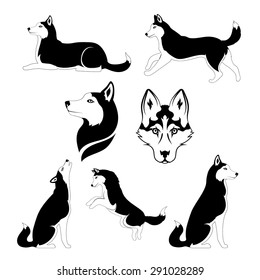 Husky icons and silhouettes. Set of graphic illustrations in different poses.