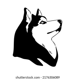 Husky isolated on white background. Stencil. Dog silhouette.
