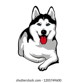 Husky is lying and smiling. Siberian dog. Dog breed Husky. Vector Stock Illustration