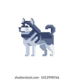 Husky. Pixel art dog character. Pet icon. Stickers, logo design. Isolated vector illustration. 