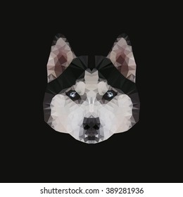 husky. polygonal graphics. vector illustration