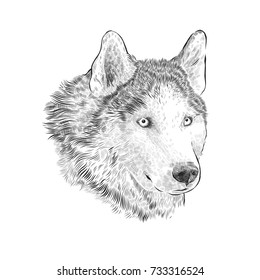 Husky portrait Engraving hand drawing isolated on white background. Dog - symbol of New Year 2018. Art vector Illustration