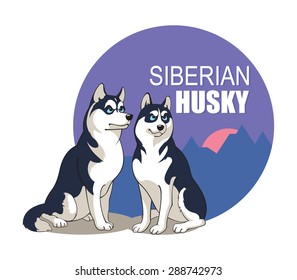 Husky Siberian