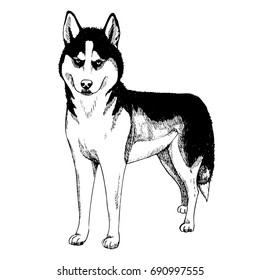 Husky sketch