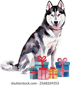 husky (sled dog) with giftbox watercolor vector illustration