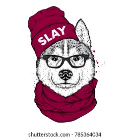 Husky in a stylish hat, scarf and glasses. A pedigree dog in clothes and accessories. Fashion & Style. Vector illustration.