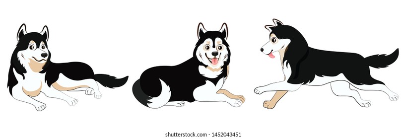 Husky in Three Different Poses
