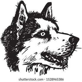Husky, man’s true friend, profile