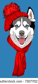 Husky's dog, in a knitted red hat with a pompon and scarf