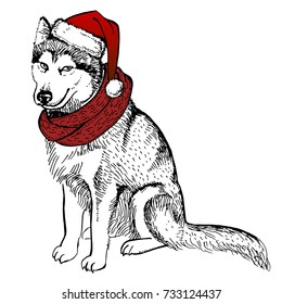 Husky's dog, in a knitted red hat with a pompon and scarf. Christmas card. Winter holidays. New Year's and Christmas. Template for a card or poster. Print on clothes. Vector illustration.