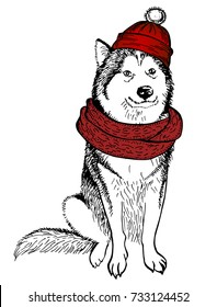 Husky's dog, in a knitted red hat with a pompon and scarf. Christmas dog. Winter holidays. New Year's and Christmas. Template for a card or poster. Print on clothes.  Vector illustration.