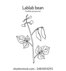 Hyacinth Bean, or Bonavist-bean (Lablab purpureus), edible and medicinal plant. Hand drawn botanical vector illustration