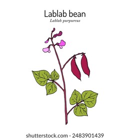 Hyacinth Bean, or Bonavist-bean (Lablab purpureus), edible and medicinal plant. Hand drawn botanical vector illustration