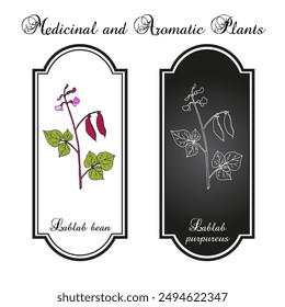 Hyacinth Bean, or Bonavist-bean (Lablab purpureus), edible and medicinal plant. Hand drawn botanical vector illustration