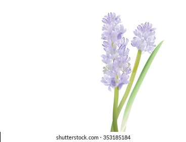 Hyacinth blue color on white background vector illustration