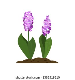 Hyacinth cartoon illustration. Violet flowers with green leaves. Spring flowers concept. Vector illustration can be used for topics like nature, plant, garden