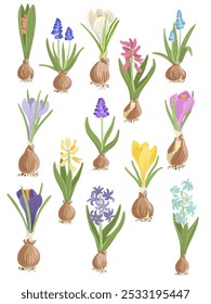 jacinto, croco e muscari, flores de primavera, plantas de flores de desenho vetorial com bolbos no fundo branco, elementos florais, ilustração botânica desenhada à mão