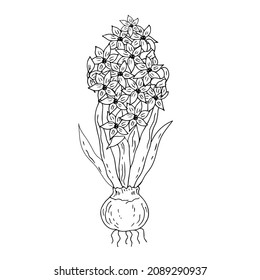 Flor de jacinto con bombilla. Ilustración lineal vectorial.