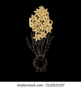 Hyacinth flower with bulb. Vector linear illustration.