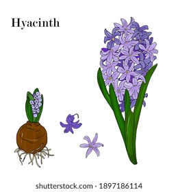 hyacinth flower hand drawing ink. Purple spring flower. Botanical illustration.