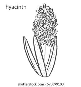 Hyacinth flower in hand drawn style isolated on white background. Botanical flora vector illustration