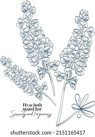 Hyacinth Flower Illustration. The flower meaning for Hyacinth are sincerely and forgiveness